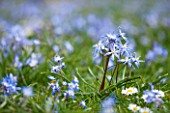 CLOSE UP PLANT PORTRAIT OF THE BLUE FLOWER OF CHIONODOXA LUCILIAE IN SPRING. BLUE, FLOWERS, BULB, BULBS, SHEETS OF, GLORY OF THE SNOW