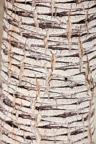 CLOSE_UP_PLANT_PORTRAIT_OF_THE_BARK_OF_DRACAENA_SCHIZANTHA_TRUNK_ABSTRACT_PATTERN