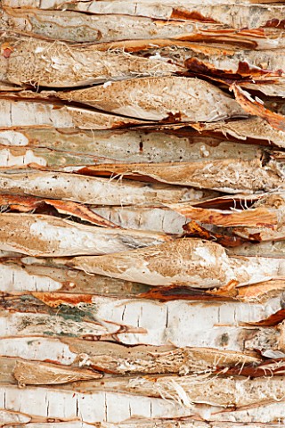 CLOSE_UP_PLANT_PORTRAIT_OF_THE_BARK_OF_DRACAENA_CINNABARI_TRUNK_ABSTRACT_PATTERN