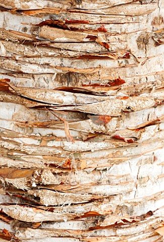 CLOSE_UP_PLANT_PORTRAIT_OF_THE_BARK_OF_DRACAENA_CINNABARI_TRUNK_ABSTRACT_PATTERN