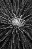 CLOSE UP BLACK AND WHITE PLANT PORTRAIT OF THE FOLIAGE OF ECHIUM WILDPRETII. TOWER OF JEWELS, TENERIFE BUGLOSS. ABSTRACT, PATTERN