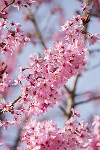 CLOSE_UP_PLANT_PORTRAIT_OF_THE_PINK_FLOWERS_OF_A_CHERRY__PRUNUS_SHOSAR_FLOWERING_SPRING_APRIL_BLOSSO
