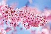 CLOSE UP PLANT PORTRAIT OF THE PINK FLOWERS OF A CHERRY - PRUNUS SHOSAR. FLOWERING, SPRING, APRIL, BLOSSOM, BLOOM, BLOOMS, BLOOMING, TREE, JAPANESE CHERRY, CHERRIES