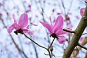 CLOSE UP PLANT PORTRAIT OF THE PINK FLOWERS OF A MAGNOLIA - MAGNOLIA CAMPBELLII SUBSP CAMPBELLII QUEEN CAROLINE . FLOWERING, SPRING, APRIL, BLOSSOM, BLOOM, BLOOMS, BLOOMING, TREE