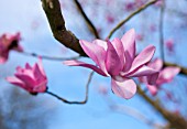 CLOSE UP PLANT PORTRAIT OF THE PINK FLOWERS OF A MAGNOLIA - MAGNOLIA CAMPBELLII SUBSP CAMPBELLII QUEEN CAROLINE . FLOWERING, SPRING, APRIL, BLOSSOM, BLOOM, BLOOMS, BLOOMING, TREE