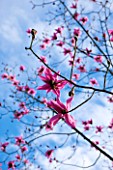 PLANT PORTRAIT OF THE PINK FLOWERS OF A MAGNOLIA - MAGNOLIA CAMPBELLII SUBSP CAMPBELLII QUEEN CAROLINE . FLOWERING, SPRING, APRIL, BLOSSOM, BLOOM, BLOOMS, BLOOMING, TREE