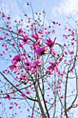 PLANT PORTRAIT OF THE PINK FLOWERS OF A MAGNOLIA - MAGNOLIA CAMPBELLII SUBSP CAMPBELLII QUEEN CAROLINE . FLOWERING, SPRING, APRIL, BLOSSOM, BLOOM, BLOOMS, BLOOMING, TREE