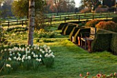 PETTIFERS, OXFORDSHIRE: DESIGNED  BY GINA PRICE: PARTERRE IN EARLY SPRING - APRIL - WOODEN BENCH, SEAT, DAFFODILS, NARCISSI, FORMAL, BOX HEDGE, BOX HEDGING
