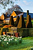 PETTIFERS, OXFORDSHIRE: DESIGNED  BY GINA PRICE: PARTERRE IN EARLY SPRING - APRIL - WOODEN BENCH, SEAT, DAFFODILS, NARCISSI, FORMAL, BOX HEDGE, BOX HEDGING