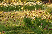 PETTIFERS, OXFORDSHIRE: DESIGNED  BY GINA PRICE: MEADOW - NARCISSUS, SNAKES HEAD FRITILLARIES IN LAWN - NARCISSI, FRITILLARIA MELEAGRIS, FRITILLARY, APRIL, SPRING, BULB, BULBS