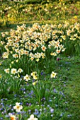 PETTIFERS, OXFORDSHIRE: DESIGNED  BY GINA PRICE: MEADOW - NARCISSUS, SNAKES HEAD FRITILLARIES - NARCISSI, FRITILLARIA MELEAGRIS, FRITILLARY, APRIL, SPRING, BULBS, ANEMONE BLANDA