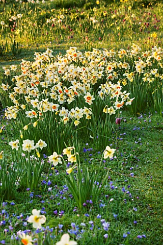 PETTIFERS_OXFORDSHIRE_DESIGNED__BY_GINA_PRICE_MEADOW__NARCISSUS_SNAKES_HEAD_FRITILLARIES__NARCISSI_F