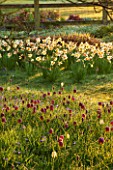PETTIFERS, OXFORDSHIRE: DESIGNED  BY GINA PRICE: MEADOW - NARCISSUS, SNAKES HEAD FRITILLARIES IN LAWN - NARCISSI, FRITILLARIA MELEAGRIS, FRITILLARY, APRIL, SPRING, BULB, BULBS