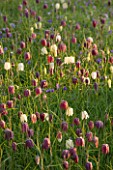 PETTIFERS, OXFORDSHIRE: DESIGNED  BY GINA PRICE: MEADOW OF SNAKES HEAD FRITILLARIES IN LAWN - FRITILLARIA MELEAGRIS, FRITILLARY, APRIL, SPRING, BULB, BULBS, FLOWERS, FLOWERING