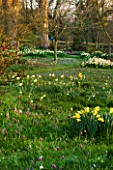 PETTIFERS, OXFORDSHIRE: DESIGNED  BY GINA PRICE: NARCISSUS AND SNAKES HEAD FRITILLARY - FRITILLARIA MELEAGRIS - IN THE MEADOW - NARCISSI, APRIL, SPRING, BULBS, FLOWERS, FLOWERING