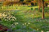 PETTIFERS, OXFORDSHIRE: DESIGNED  BY GINA PRICE: MEADOW AND GRASS PATH WITH NARCISSUS, ANEMONE BLANDA AND SNAKES HEAD FRITILLARY - FRITILARIA MELEAGRIS. BULBS, APRIL, SPRING