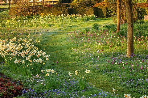 PETTIFERS_OXFORDSHIRE_DESIGNED__BY_GINA_PRICE_MEADOW_AND_GRASS_PATH_WITH_NARCISSUS_ANEMONE_BLANDA_AN