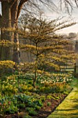 PETTIFERS, OXFORDSHIRE: DESIGNED  BY GINA PRICE: THE KLIMT BORDER IN EARLY SPRING - APRIL. CORNUS CONTROVERSA VARIEGATA, HELLEBORES AND DAFFODILS - NARCISSI, HERBACEOUS, TREE