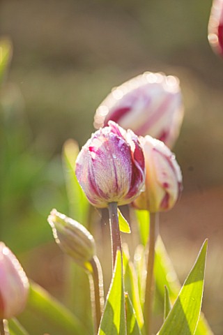 PETTIFERS_OXFORDSHIRE_CLOSE_UP_PLANT_PORTRAIT_OF_THE_RED_AND_WHITE_FLOWER_OF_TULIP_REMS_FAVOURITE_BU