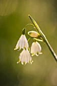 PETTIFERS, OXFORDSHIRE: DESIGNED  BY GINA PRICE: CLOSE UP PLANT PORTRAIT OF THE WHITE AND GREEN FLOWER OF LEUCOJUM AESTIVUM GRAVETYE GIANT - BULB, FLOWERING, APRIL, SPRING