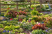 PETTIFERS, OXFORDSHIRE: DESIGNED  BY GINA PRICE: COLOURFUL SPRING BORDER WITH HELLEBORES, PEONIES, MUSCARI AND FRITILLARIA IMPERIALIS. CHAIR, BED, BULB, BULBS