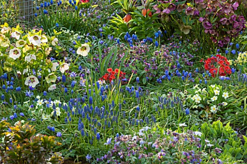 PETTIFERS_OXFORDSHIRE_DESIGNED__BY_GINA_PRICE_COLOURFUL_SPRING_BORDER_WITH_HELLEBORES_MUSCARI_AND_PR