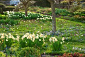 PETTIFERS, OXFORDSHIRE: DESIGNED  BY GINA PRICE: MEADOW WITH BULBS IN EARLY SPRING - NARCISSUS, ANEMONE BLANDA AND FRITILLARI MELEAGRIS - SNAKES HEAD FRITILLARY. SPRING, APRIL