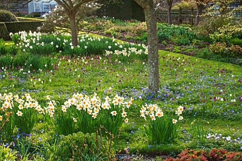PETTIFERS_OXFORDSHIRE_DESIGNED__BY_GINA_PRICE_MEADOW_WITH_BULBS_IN_EARLY_SPRING__NARCISSUS_ANEMONE_B
