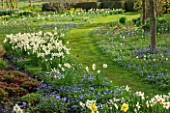PETTIFERS, OXFORDSHIRE: DESIGNED  BY GINA PRICE: MEADOW AND PATH IN EARLY SPRING - NARCISSUS, ANEMONE BLANDA AND FRITILLARI MELEAGRIS - SNAKES HEAD FRITILLARY. APRIL, BULB, BULBS