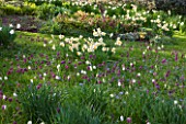 PETTIFERS, OXFORDSHIRE: DESIGNED  BY GINA PRICE: MEADOW WITH GRASS - DRIFTS OF NARCISSUS AND SNAKES HEAD FRITILLARY - FRITILLARIA MELEAGRIS. SPRING, BULB, FLOWERS, FLOWER