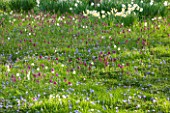 PETTIFERS, OXFORDSHIRE: DESIGNED  BY GINA PRICE: MEADOW WITH GRASS - DRIFTS OF NARCISSUS AND SNAKES HEAD FRITILLARY - FRITILLARIA MELEAGRIS. SPRING, BULB, FLOWERS, FLOWER,