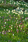 PETTIFERS, OXFORDSHIRE: DESIGNED  BY GINA PRICE: MEADOW WITH GRASS - DRIFTS OF NARCISSUS AND SNAKES HEAD FRITILLARY - FRITILLARIA MELEAGRIS. SPRING, BULB, FLOWERS, FLOWER