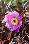 PETTIFERS, OXFORDSHIRE: DESIGNED  BY GINA PRICE: CLOSE UP PLANT PORTRAIT OF PINK FLOWER OF PEONY - PAEONIA MAIREI - FLOWERS, PERENNIAL, FLOWERING, SPRING, APRIL