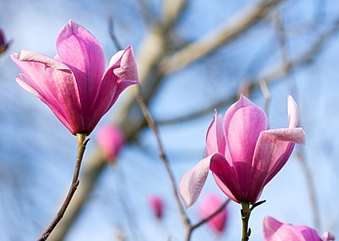 PETTIFERS_OXFORDSHIRE_DESIGNED__BY_GINA_PRICE_CLOSE_UP_PLANT_PORTRAIT_OF_PINK_FLOWER_OF_MAGNOLIA_SPE