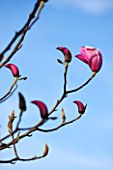 PETTIFERS, OXFORDSHIRE: DESIGNED  BY GINA PRICE: CLOSE UP PLANT PORTRAIT OF PINK FLOWER OF MAGNOLIA SPECTRUM  - FLOWERS, TREE, FLOWERING, SPRING, APRIL