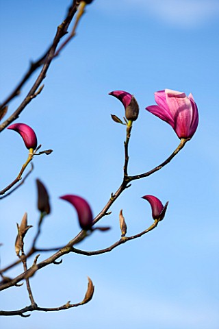 PETTIFERS_OXFORDSHIRE_DESIGNED__BY_GINA_PRICE_CLOSE_UP_PLANT_PORTRAIT_OF_PINK_FLOWER_OF_MAGNOLIA_SPE