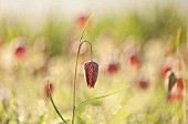 PETTIFERS, OXFORDSHIRE: DESIGNED  BY GINA PRICE: CLOSE UP PLANT PORTRAIT OF PINK FLOWER OF SNAKES HEAD FRITILLARY - FRITILLARIA MELEAGRI  - FLOWERS, BULB, FLOWERING, SPRING, APRIL