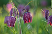 PETTIFERS, OXFORDSHIRE: CLOSE UP PLANT PORTRAIT OF PINK FLOWERS OF SNAKES HEAD FRITILLARY - FRITILLARIA MELEAGRIS - BULB, BULBS, FLOWERING, SPRING, MEADOW
