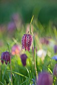 PETTIFERS, OXFORDSHIRE: CLOSE UP PLANT PORTRAIT OF PINK FLOWER OF SNAKES HEAD FRITILLARY - FRITILLARIA MELEAGRIS - BULB, BULBS, FLOWERING, SPRING, MEADOW