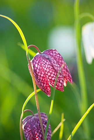 PETTIFERS_OXFORDSHIRE_CLOSE_UP_PLANT_PORTRAIT_OF_PINK_FLOWERS_OF_SNAKES_HEAD_FRITILLARY__FRITILLARIA