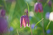 PETTIFERS, OXFORDSHIRE: CLOSE UP PLANT PORTRAIT OF PINK FLOWERS OF SNAKES HEAD FRITILLARY - FRITILLARIA MELEAGRIS - BULB, BULBS, FLOWERING, SPRING, MEADOW