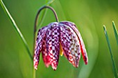 PETTIFERS, OXFORDSHIRE: CLOSE UP PLANT PORTRAIT OF PINK FLOWER OF SNAKES HEAD FRITILLARY - FRITILLARIA MELEAGRIS - BULB, BULBS, FLOWERING, SPRING, MEADOW