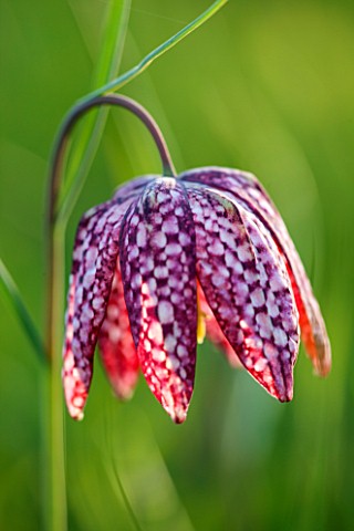 PETTIFERS_OXFORDSHIRE_CLOSE_UP_PLANT_PORTRAIT_OF_PINK_FLOWER_OF_SNAKES_HEAD_FRITILLARY__FRITILLARIA_