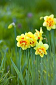 PETTIFERS, OXFORDSHIRE: DESIGNED  BY GINA PRICE: CLOSE UP PLANT PORTRAIT OF THE YELLOW AND ORANGE FLOWER OF DAFFODIL - NARCISSUS TAHITI . DAFFODILS, SPRING, FLOWERING, BULB