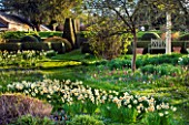 PETTIFERS GARDEN, OXFORDSHIRE. DESIGNER GINA PRICE: MEADOW AND PARTERRE WITH DAFFODILS, ANEMONE BLANDA AND SNAKES HEAD FRITILLARY - FRITILLARIA MELEAGRIS. BULBS, APRIL, SPRING