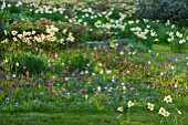 PETTIFERS GARDEN, OXFORDSHIRE. DESIGNER GINA PRICE: MEADOW AND LAWN WITH DAFFODILS, ANEMONE BLANDA AND SNAKES HEAD FRITILLARY - FRITILLARIA MELEAGRIS. BULBS, APRIL, SPRING