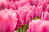 KEUKENHOF GARDENS, HOLLAND: THE NETHERLANDS - CLOSE UP PLANT PORTRAIT OF THE PINK FLOWER OF A TULIP - TULIPA BIG LOVE - BULB, BULBS, PINK, FLOWERS, MAY, SPRING