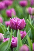 KEUKENHOF GARDENS, HOLLAND: THE NETHERLANDS - CLOSE UP PLANT PORTRAIT OF THE PURPLE FLOWER OF A TULIP - TULIPA DOUBLE FLAG - BULB, BULBS, PINK, FLOWERS, MAY, SPRING
