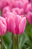 KEUKENHOF GARDENS, HOLLAND: THE NETHERLANDS - CLOSE UP PLANT PORTRAIT OF THE PINK FLOWER OF A TULIP - TULIPA BIG LOVE - BULB, BULBS, PINK, FLOWERS, MAY, SPRING