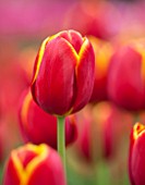 KEUKENHOF GARDENS, HOLLAND: THE NETHERLANDS - CLOSE UP PLANT PORTRAIT OF THE RED AND YELLOW FLOWER OF A TULIP - TULIPA FLYING DRAGON - BULB, BULBS, PINK, FLOWERS, MAY, SPRING